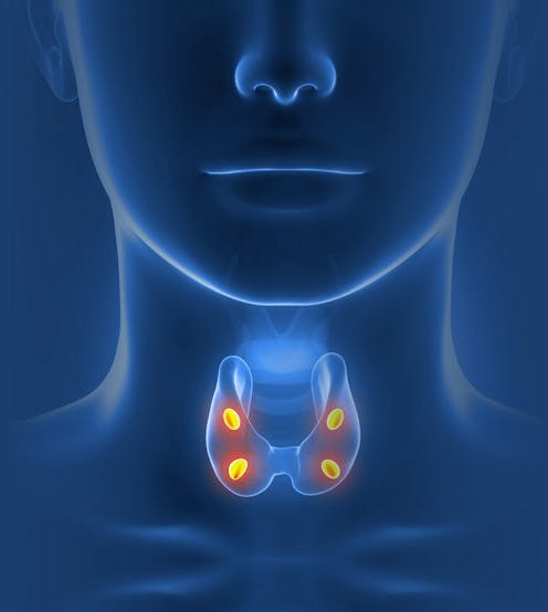 Illustration of parathyroid glands