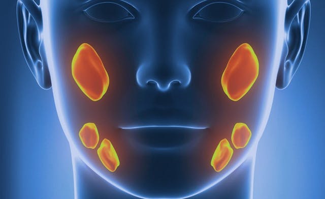 Illustration of salivary glands