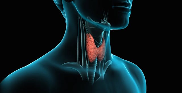 Illustration of thyroid gland